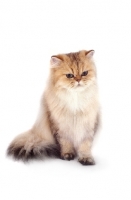 Picture of golden Persian on white background