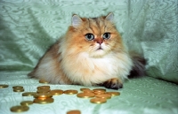 Picture of golden Persian with money