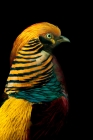 Picture of golden pheasant on black background