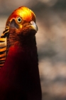 Picture of golden pheasant portrait