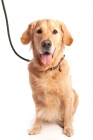 Picture of Golden Retiever on lead, sitting, waiting, panting