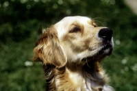 Picture of golden retriever  with proud expression