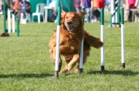 Picture of Golden Retriever, agility