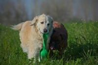 Picture of Golden Retriever and boxer playing in the tall grass