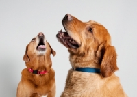 Picture of Golden Retriever and fox red Labrador sitting on grey studio background.