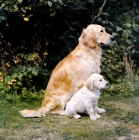 Picture of golden retriever and puppy sitting on grass