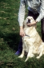 Picture of golden retriever being combed