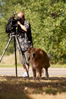 Picture of Golden Retriever being filmed