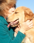 Picture of Golden Retriever being kissed by a woman