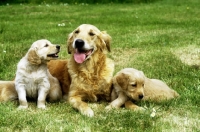 Picture of golden retriever bitch with her puppies puppies