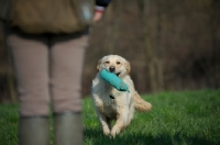 Picture of Golden retriever bringing dummy to owner