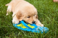 Picture of Golden Retriever chewing flip flop