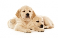 Picture of Golden retriever dogs isolated on a white background
