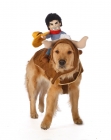 Picture of Golden retriever dressed up as a cowboy
