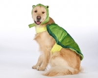Picture of golden retriever dressed up as a turtle