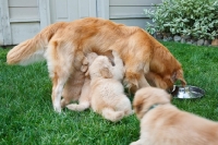 Picture of golden retriever eating and puppies drinking