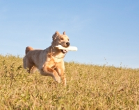 Picture of Golden Retriever fetching dummy