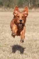 Picture of Golden retriever flying in air