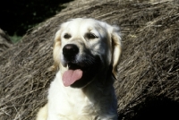Picture of golden retriever from westley, head study