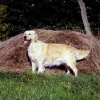 Picture of golden retriever from westley standing by straw