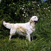 Picture of golden retriever from westley kennels