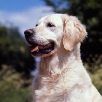 Picture of golden retriever from westley, head study