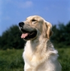 Picture of golden retriever from westley, head  study