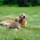 Picture of golden retriever from westley with puppy lying on grass