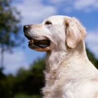 Picture of golden retriever from westley, portrait,