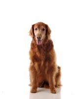 Picture of golden retriever front view