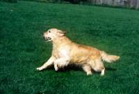 Picture of golden retriever, galloping in a field