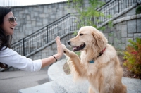 Picture of golden retriever giving owner high-five with paw up