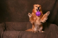 Picture of Golden Retriever happy on sofa