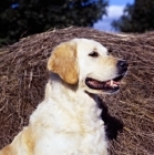 Picture of golden retriever head portrait