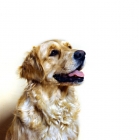 Picture of golden retriever head portrait