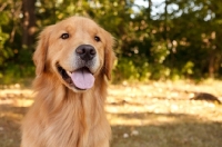 Picture of Golden Retriever head study