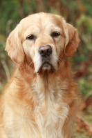 Picture of Golden Retriever head study