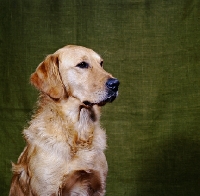 Picture of golden retriever head study