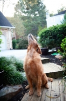 Picture of golden retriever howling
