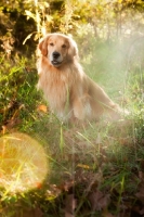 Picture of Golden Retriever, idyllic