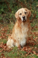 Picture of Golden Retriever in autumn leaves
