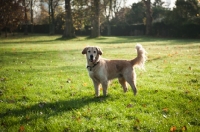 Picture of Golden Retriever in field