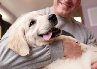 Picture of Golden Retriever in male owner's arms with tongue hanging out.