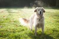 Picture of Golden Retriever in morning