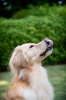 Picture of golden retriever in profile licking nose