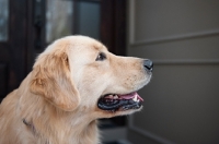 Picture of Golden retriever in profile