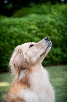 Picture of golden retriever in profile