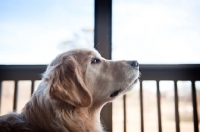 Picture of Golden retriever in profile