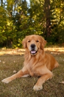 Picture of Golden Retriever in shade