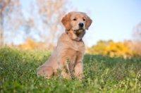 Picture of Golden Retriever in spring